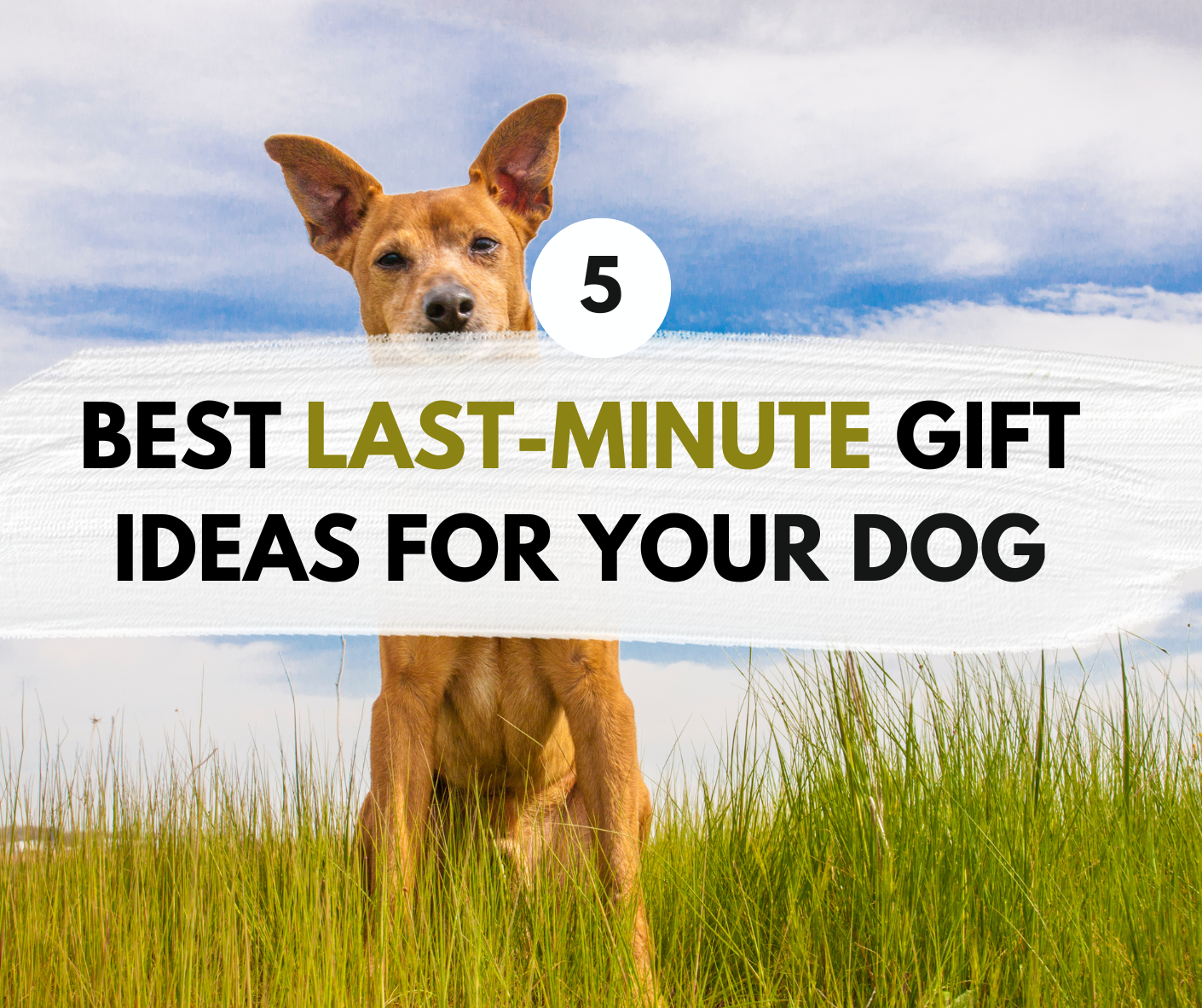 5 Last-Minute Gift Ideas for Your Dog This National Puppy Day